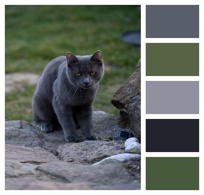 Feline Black Cat Outdoors Image